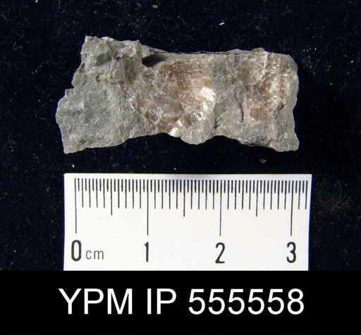 Pustula nebrascensis