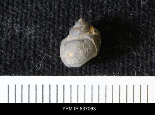 Viviparus montanaensis