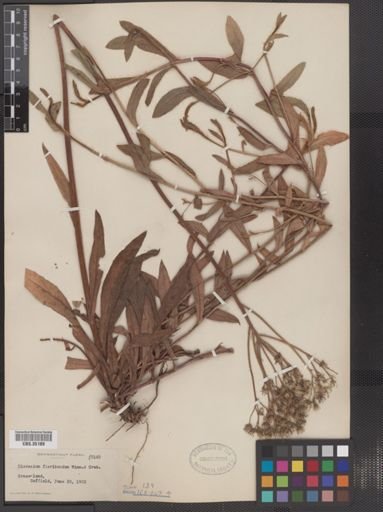 Hieracium x floribundum