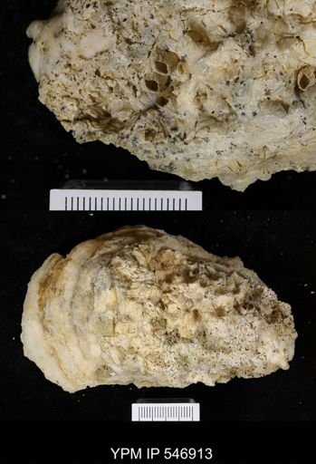 Balanus sp.