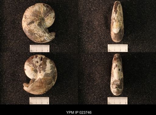 Hoploscaphites nicolletii