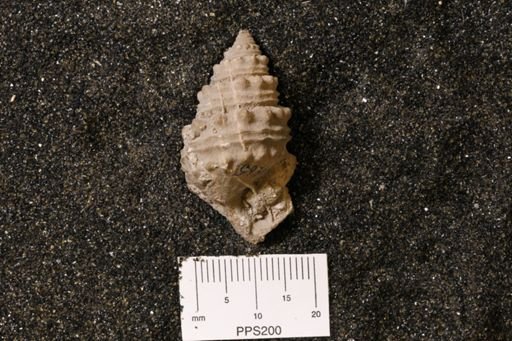 Murchisonia bigranulosa?
