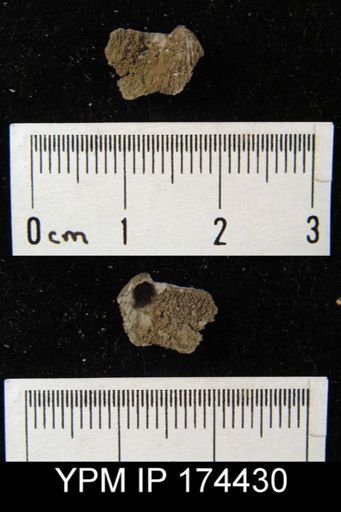 Ovatia sp.