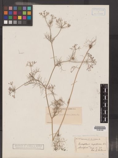 Ptilimnium capillaceum