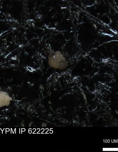 undet. Foraminiferida
