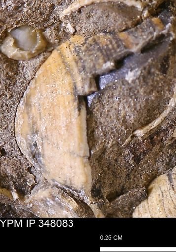 Limopsis striatopunctatus