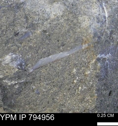 undet. Bivalvia