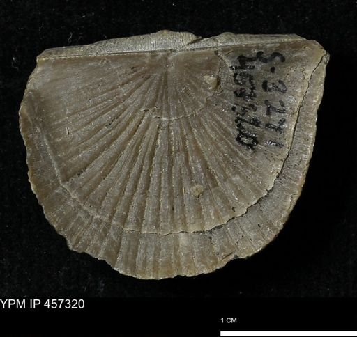 Stropheodonta sp.