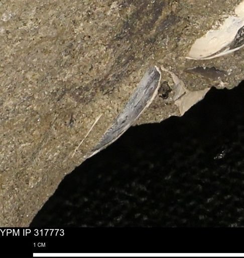 undet. Bivalvia
