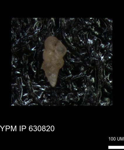 Heterohelicidae?