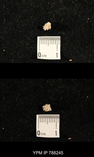 taxon undetermined