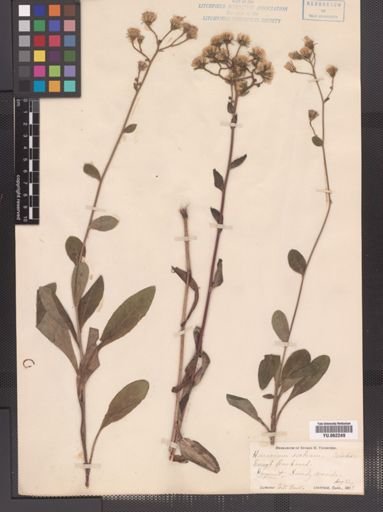 Hieracium scabrum