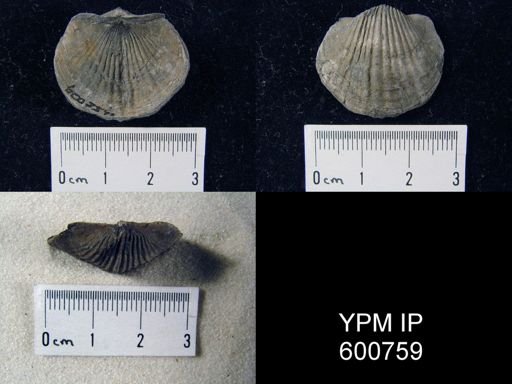 Tropidoleptus carinatus