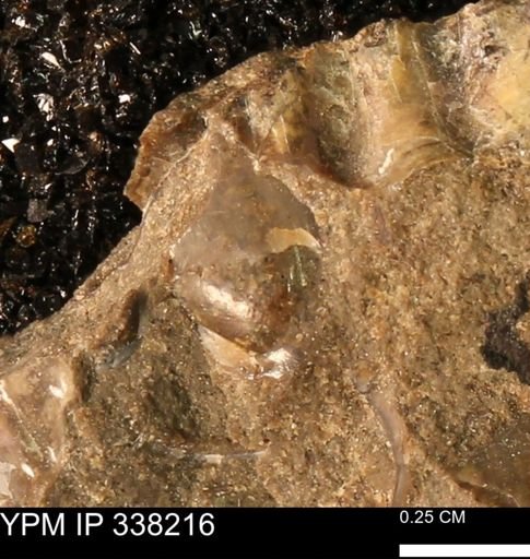 undet. Bivalvia