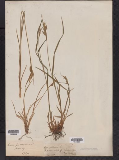 Carex pallescens