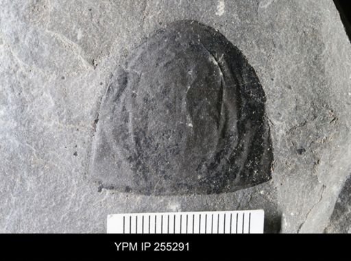 Hughmilleria sp.