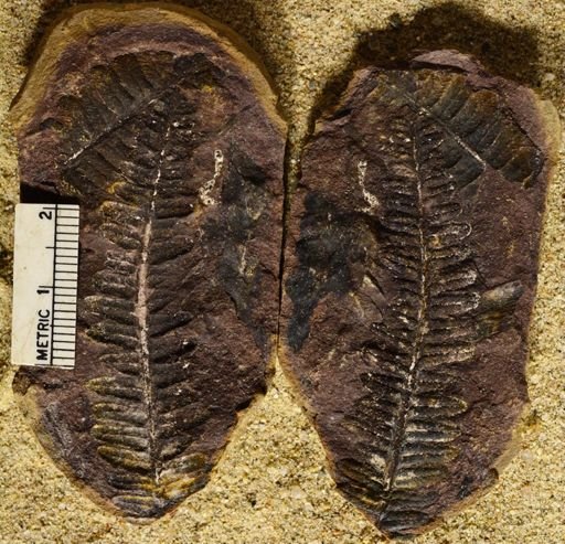 Pecopteris serpifolia