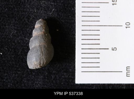 Goniobasis ortmanni