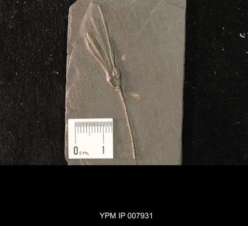 Rhadinocrinus nanus