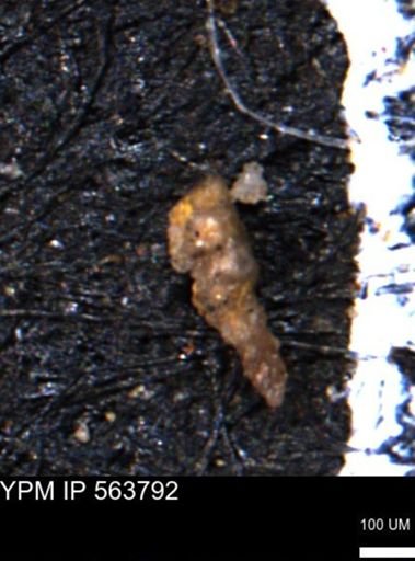 Verneuilinoides hectori