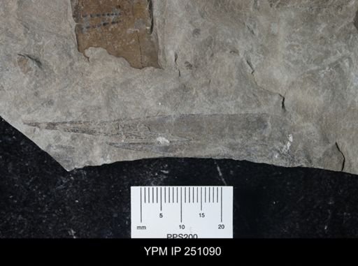 undet. Phyllocarida
