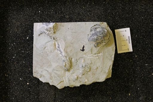 Dinotocrinus salteri