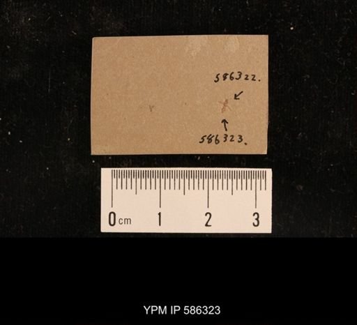 undet. Hymenoptera