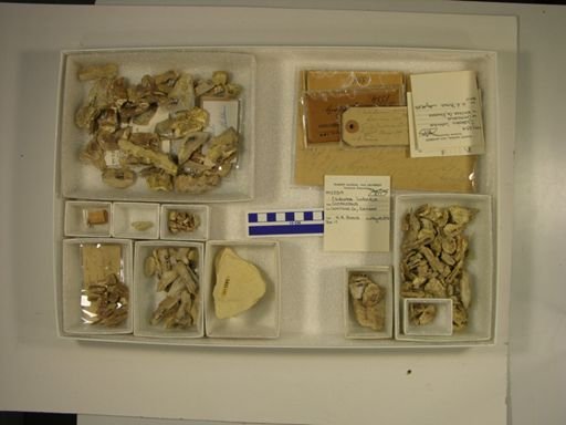 Clidastes liodontus