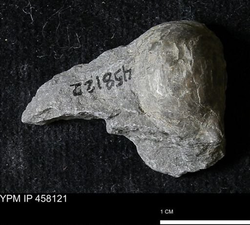 Pholidostrophia iowaensis