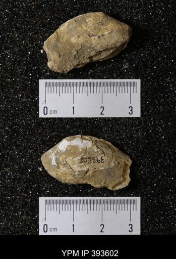 Ostrea glabra