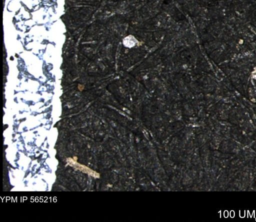 undet. Porifera
