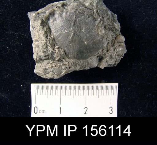 Strophomena planocorrugata
