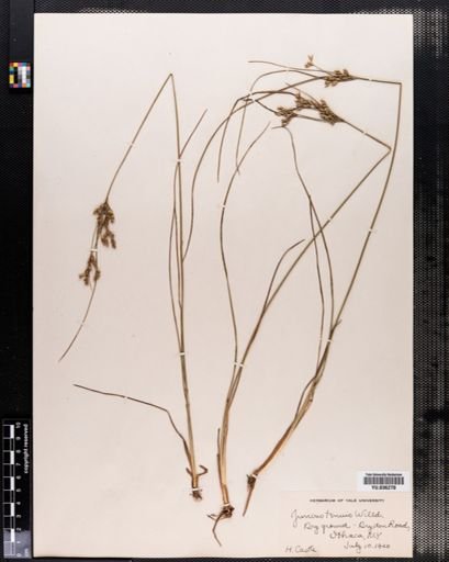 Juncus tenuis