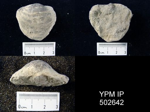 Atrypa sp.