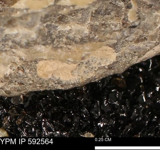 undet. Mollusca