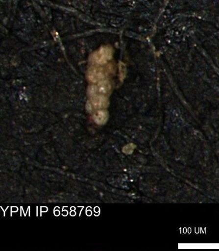 Verneuilinoides kansasensis