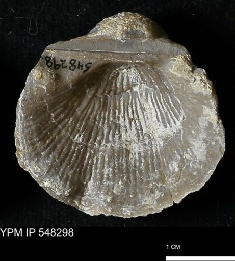 Stropheodonta subnavalis