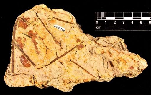 Chlidanophyton dublinensis