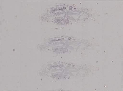 Rhopalosiphum nymphaeae