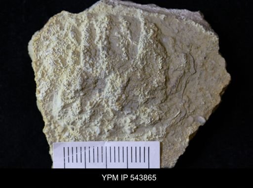 undet. Ichnofossil
