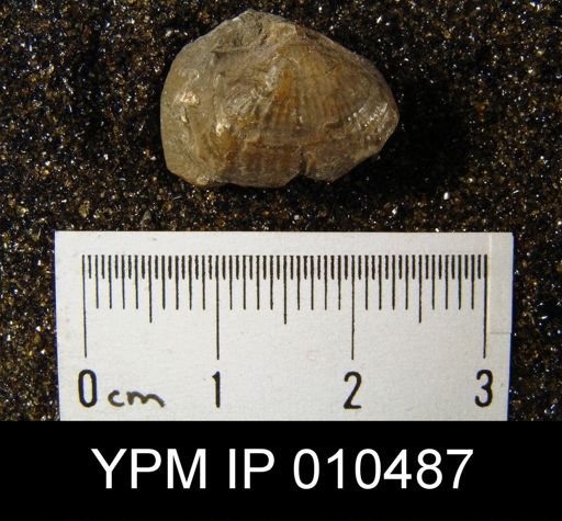 Marginifera longispina orientalis