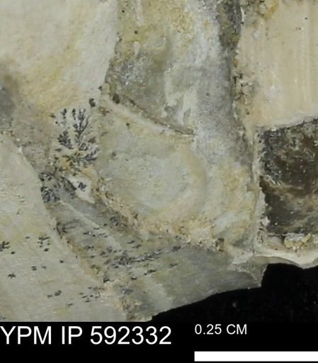 undet. Mollusca