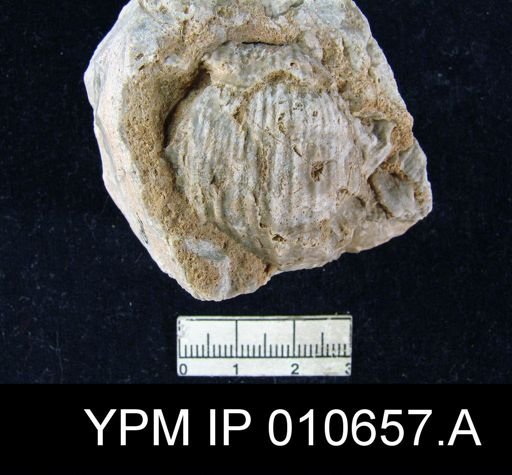 Productus wolfcampensis