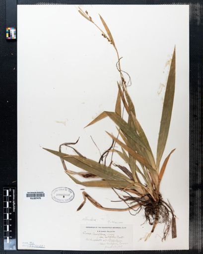 Carex laxiflora