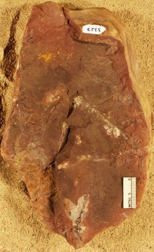 Annularia