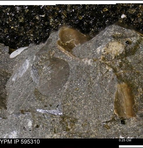 undet. Bivalvia