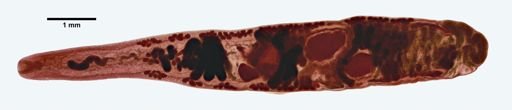 Ostiolum medioplexus