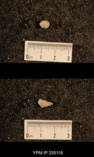 Lophophyllum profundum