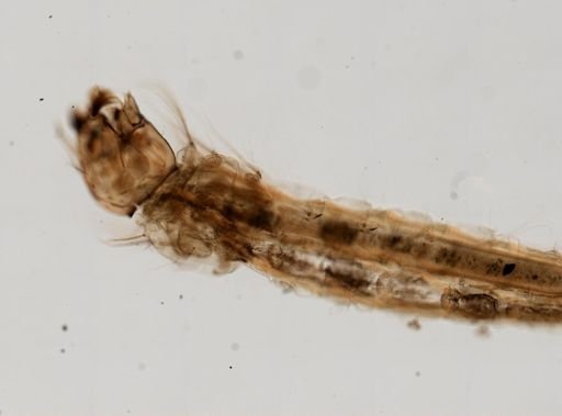 Anopheles