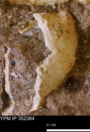 undet. Mollusca